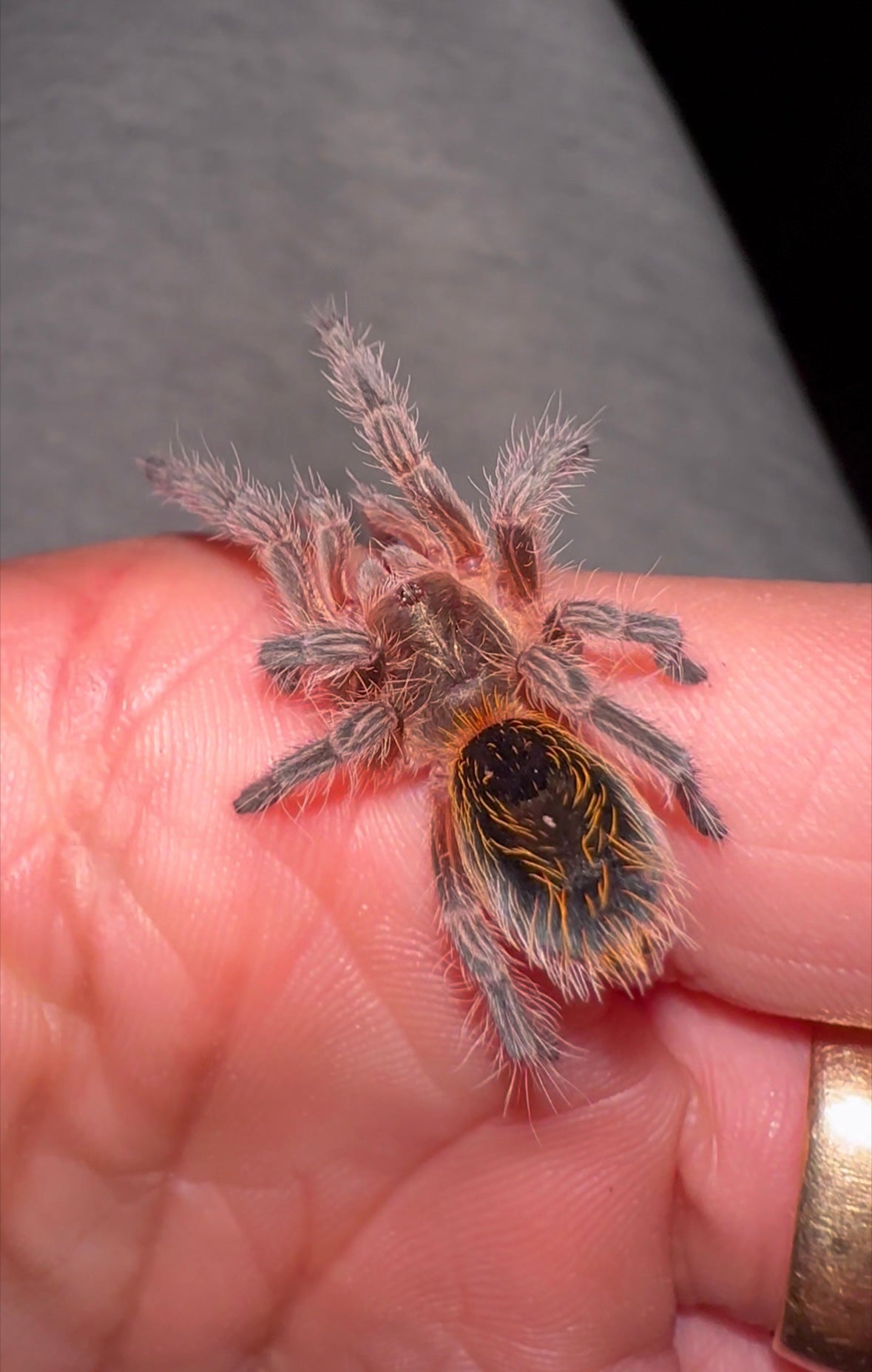 Euathlus Condorito - Chilean Pink Sapphire - Female 1.5+ inch