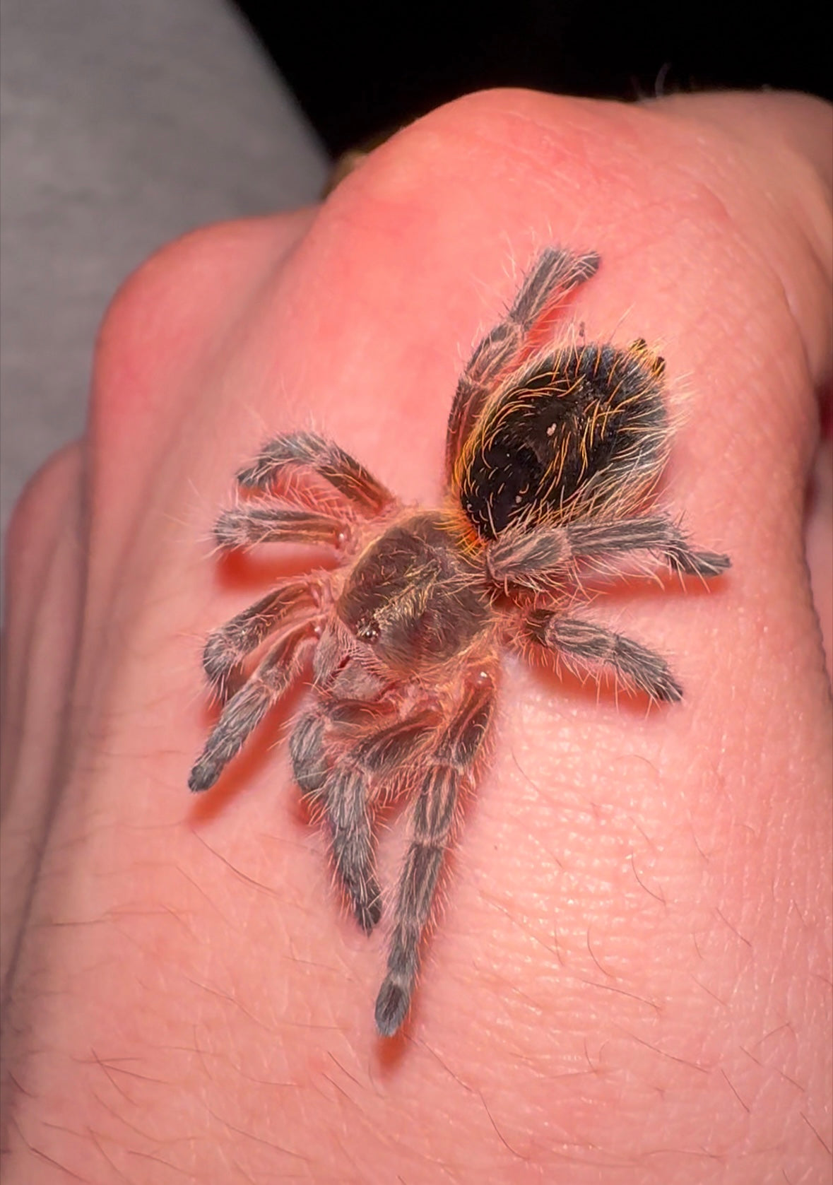 Euathlus Condorito - Chilean Pink Sapphire - Female 1.5+ inch
