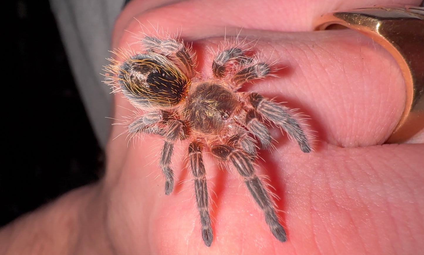 Euathlus Condorito - Chilean Pink Sapphire - Female 1.5+ inch