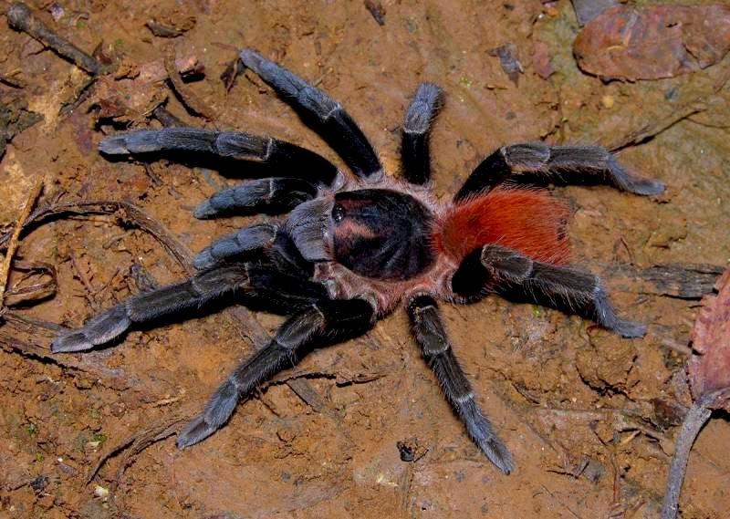 Molten Ruby Red Bird Eater tarantula Adult female Acanthoscurria maga