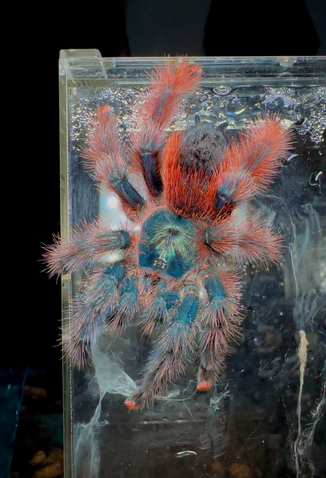 Goliath Wooly Red leg (Avicularia Tucurui tarantula) Adult female on glass enclosure