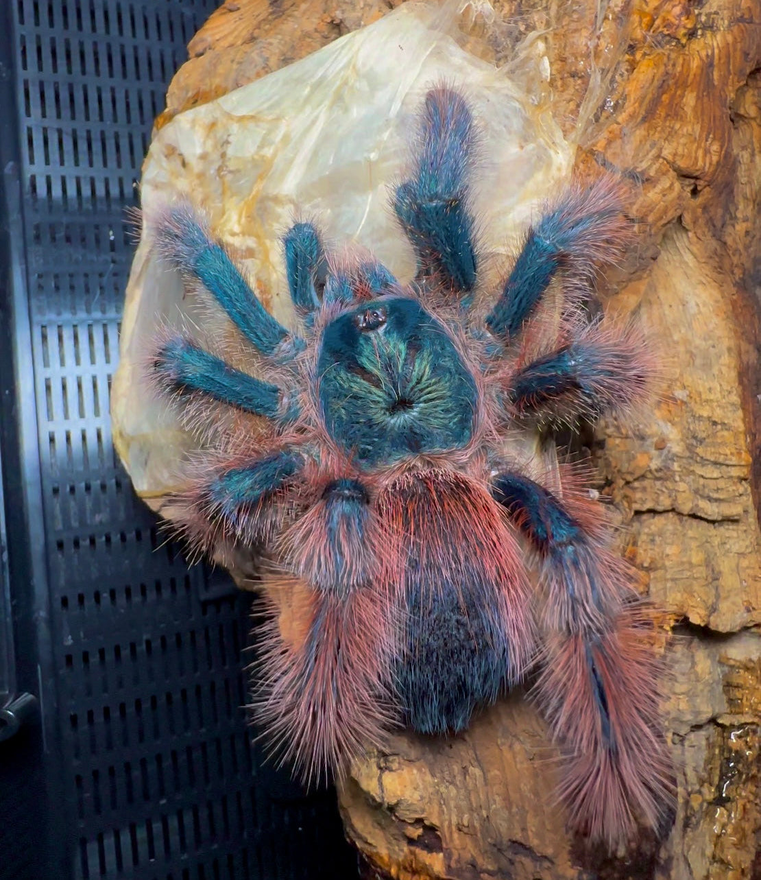 Avicularia Tucurui for sale - full grown adult female close up back side