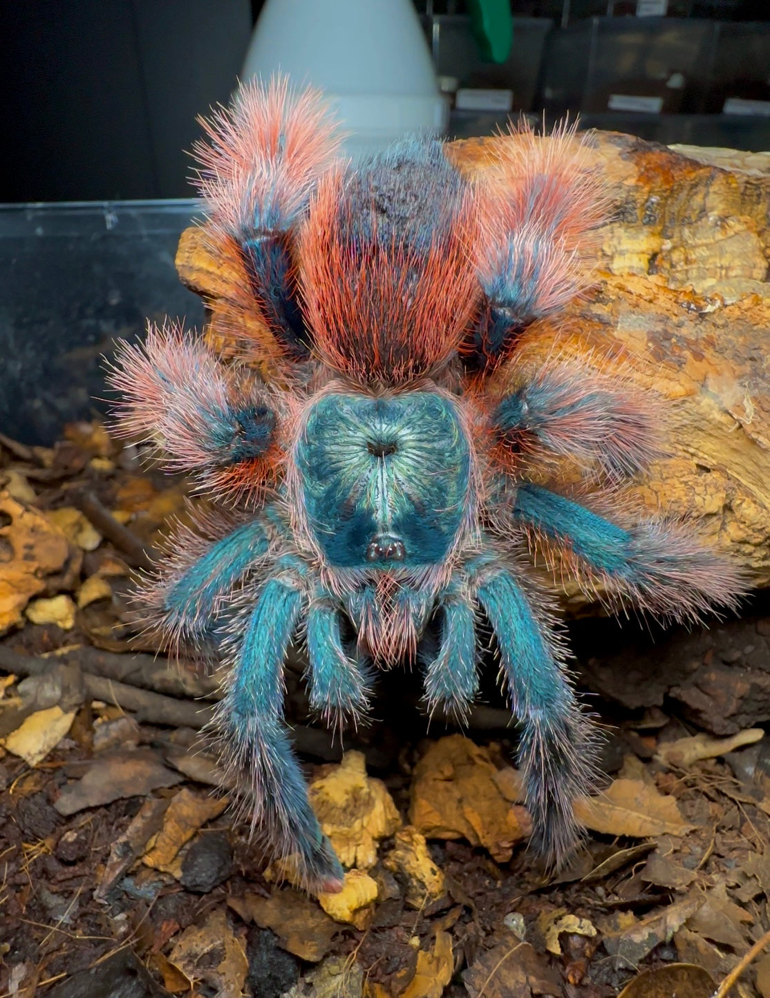 Adult Female Avicularia Braunshauseni (Tucurui color form) close up front side