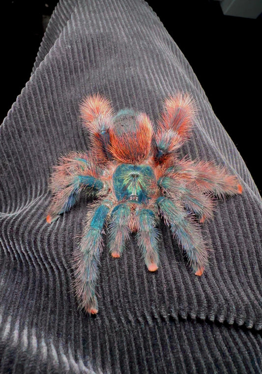 Avicularia Tucurui tarantula on leg for size comparison