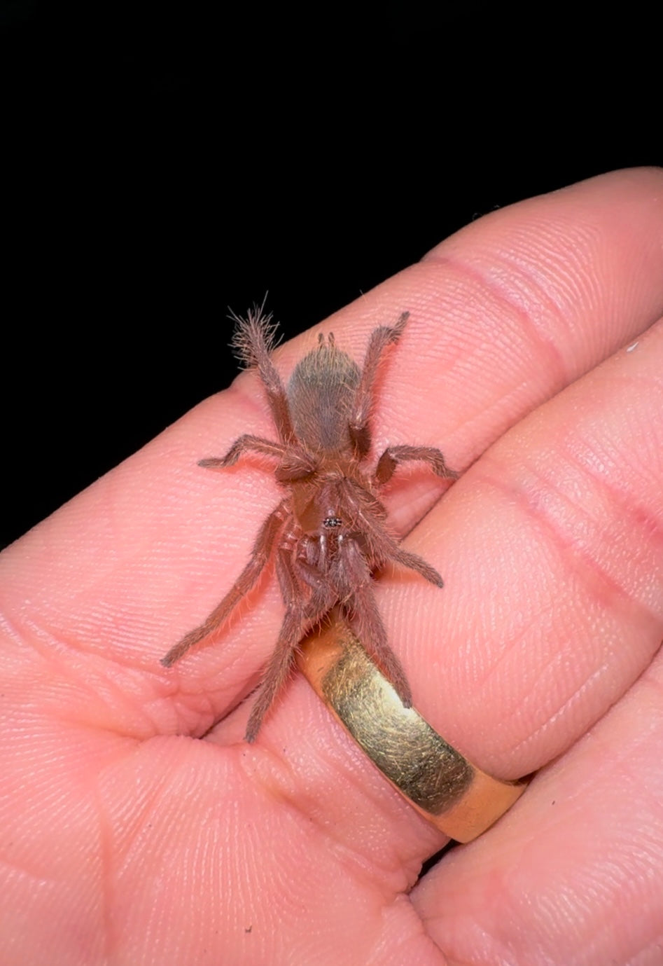Unsexed juvenile Citharacanthus Cyaneus Tarantula on hand