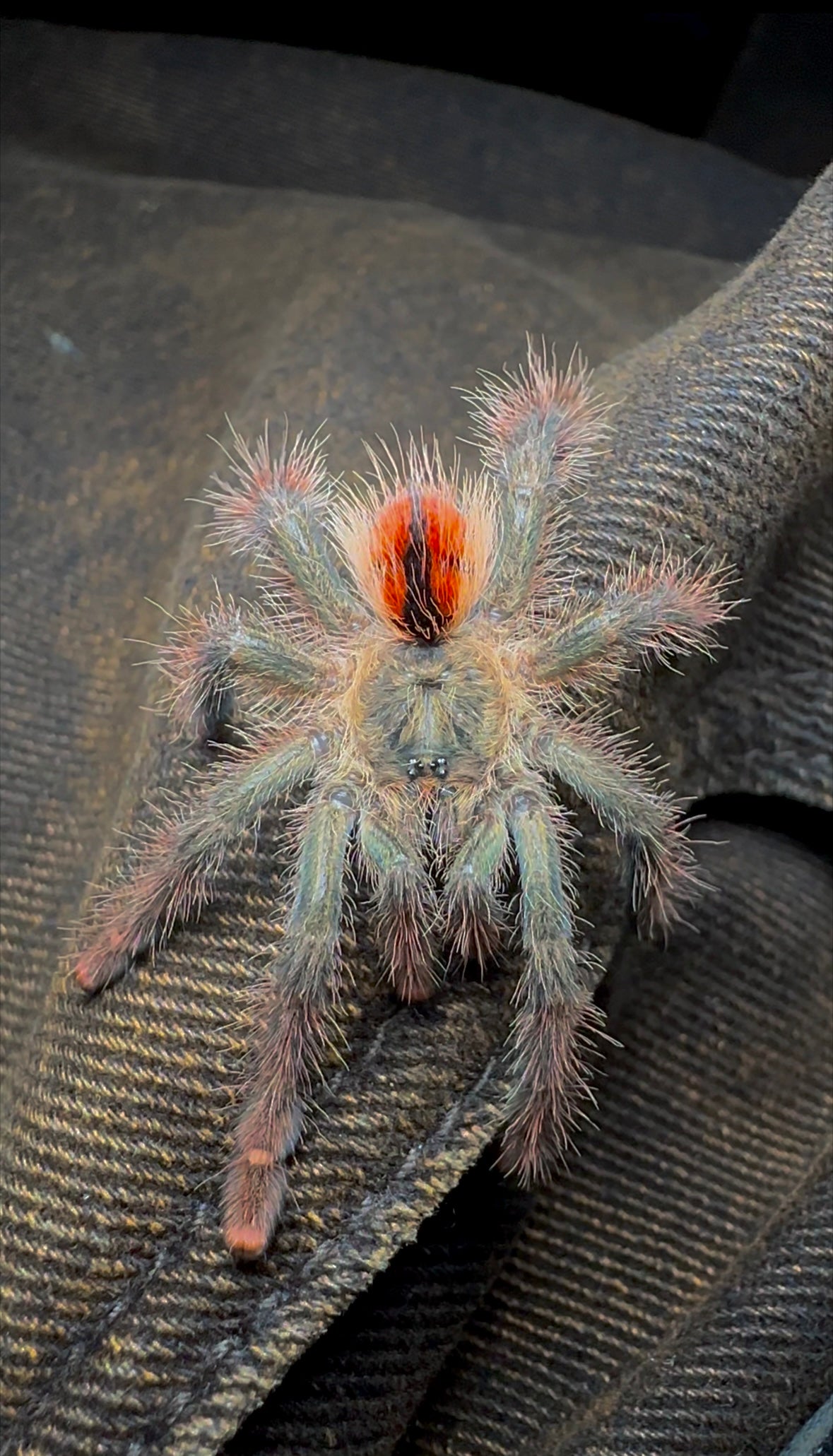 Avicularia Juruensis M1 urticans green 3 inch Juvenile female front side close up