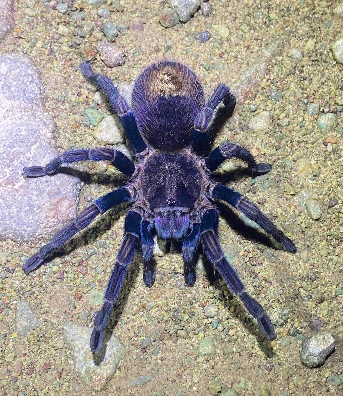 Thrixopelma sp. Purple Gold tarantula for sale - Adult female on sand