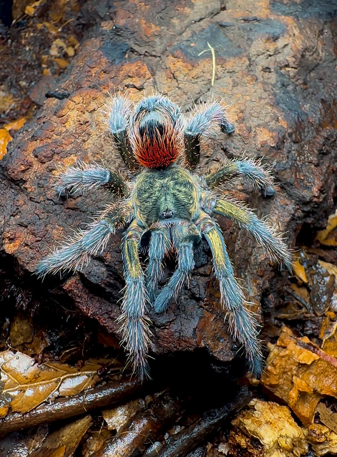 Chilean green flame tarantula - Euathlus manicata green on log close up