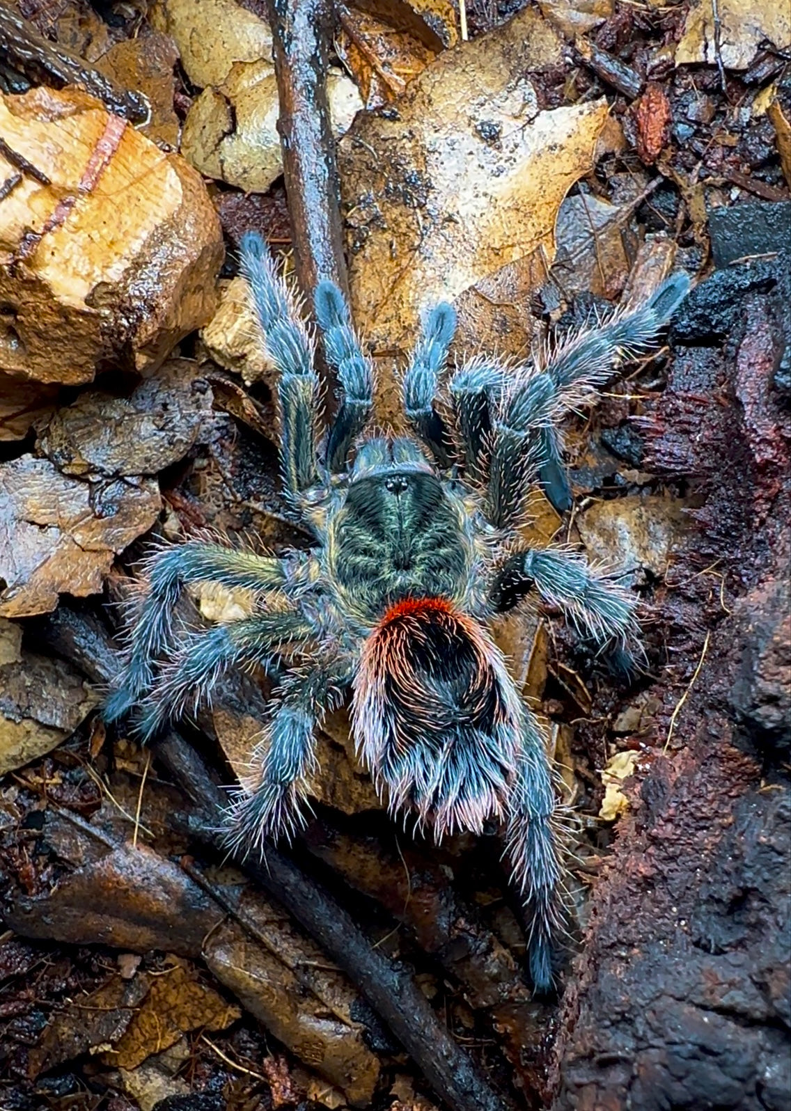 Euathlus manicata green tarantula on forest floor! Female