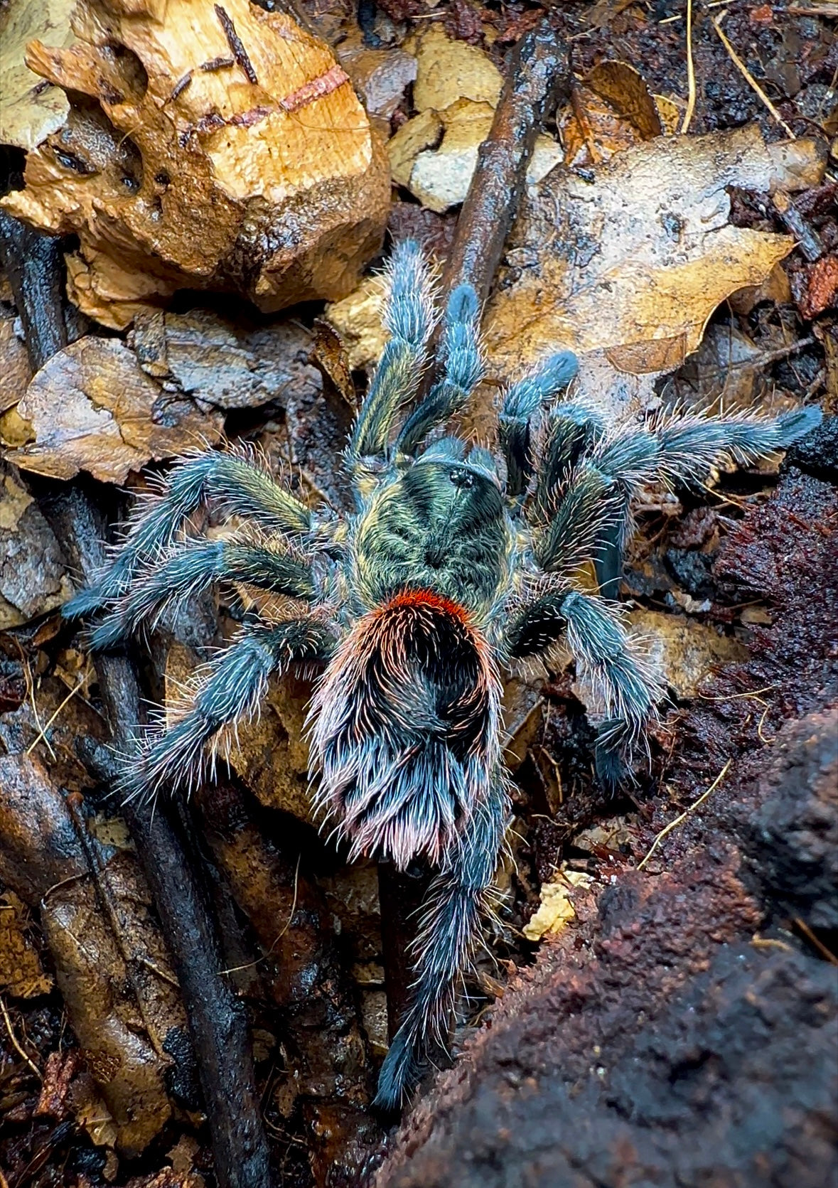 Euathlus manicata green female tarantula back side