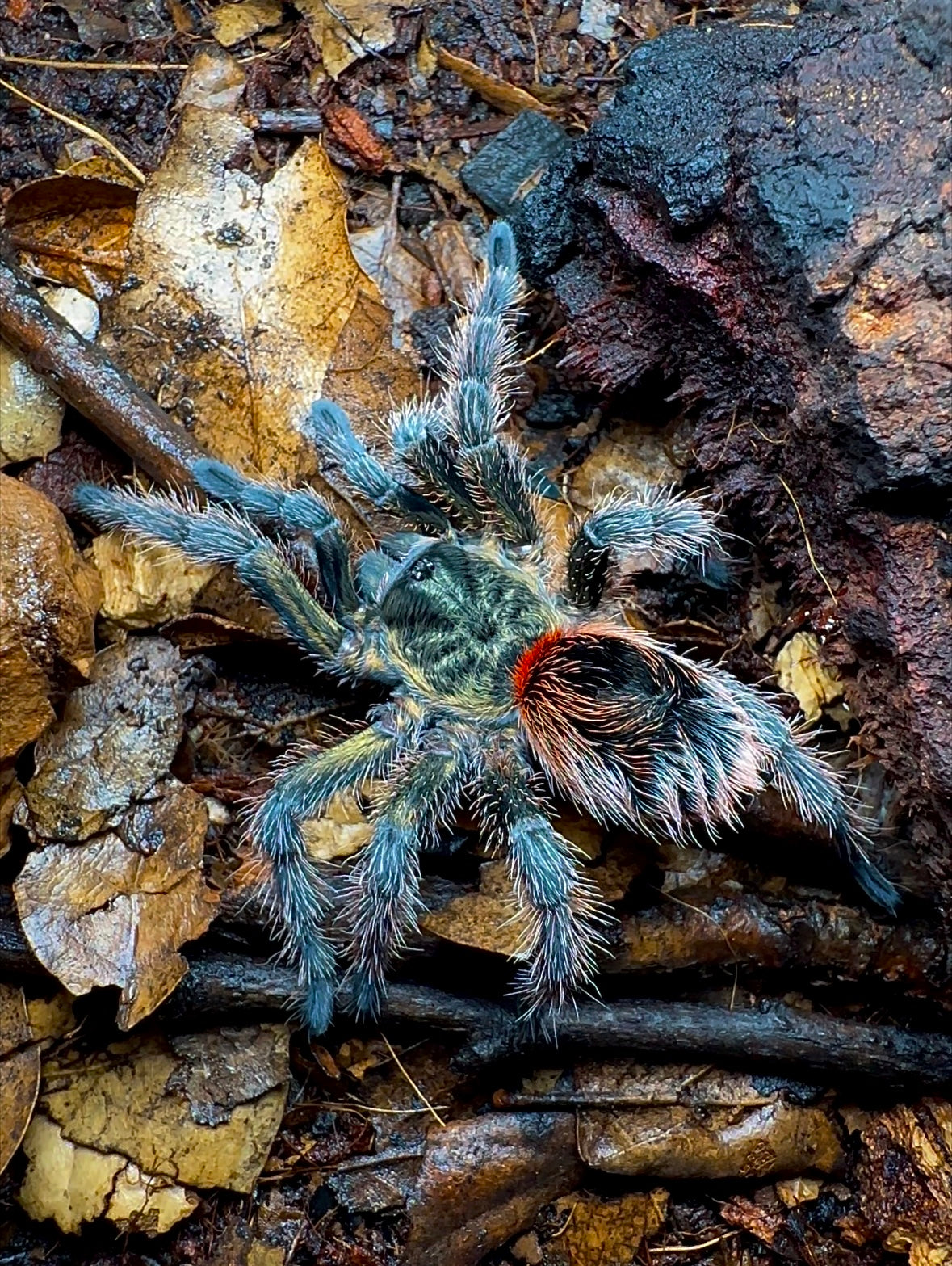 Euathlus Manicata Green tarantula for sale