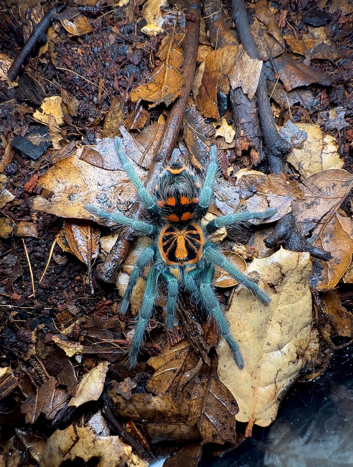 Theraphosidae sp. Yasuni Tarantula size on hand