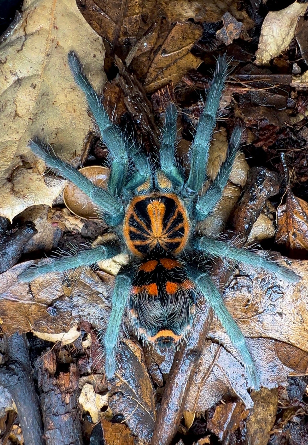 Ecuadorian crowned beauty tarantula backside on leaf litter
