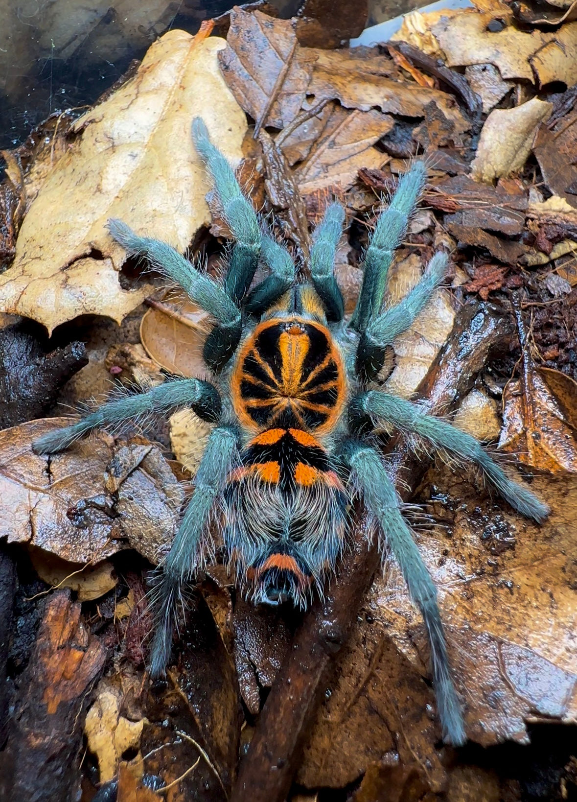 Theraphosidae sp. Yasuni Ecuadorian Crowned Beauty female tarantula on leaf litter