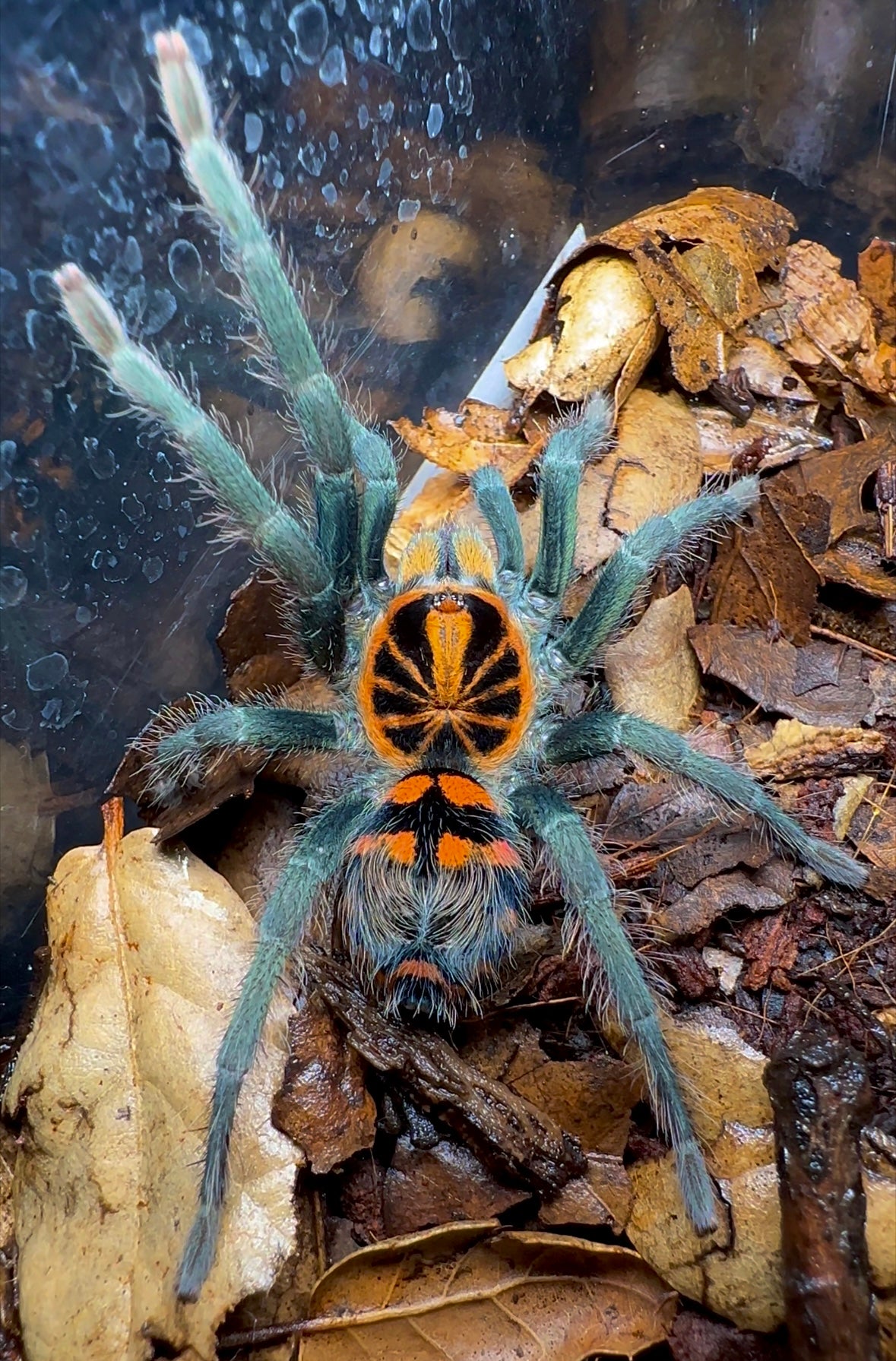 Theraphosidae sp. Yasuni Ecuadorian crowned beauty tarantula green blue orange