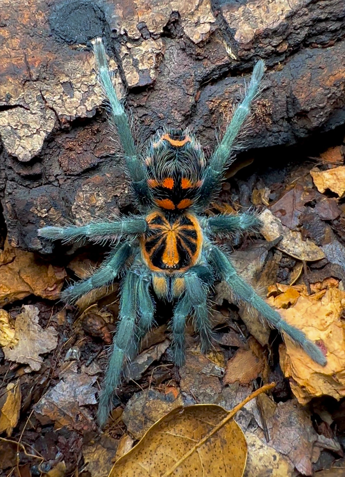 Ecuadorian crowned beauty 3.5 inch female tarantula for sale