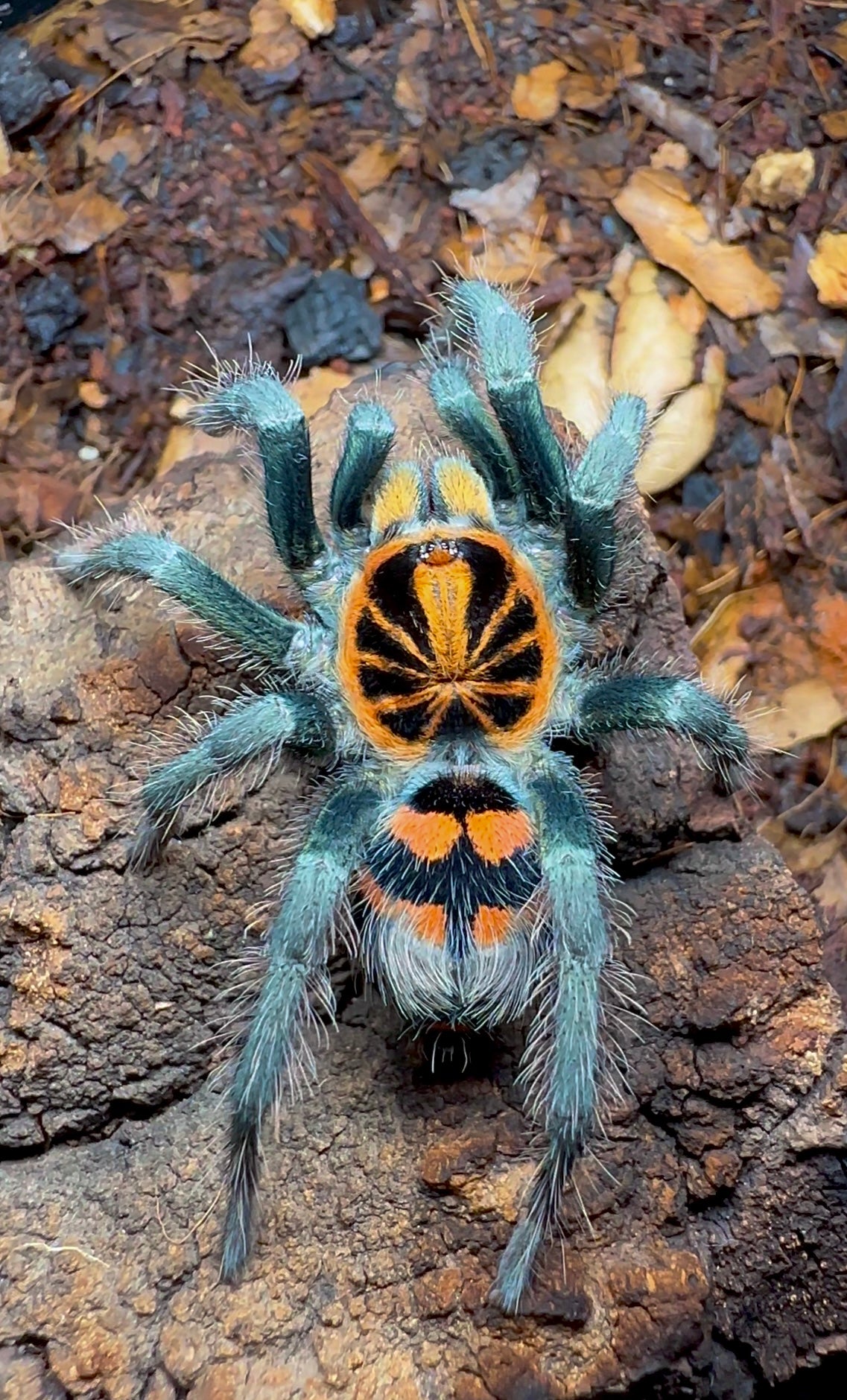 Theraphosidae sp. Yasuni tarantula close up on cork bark