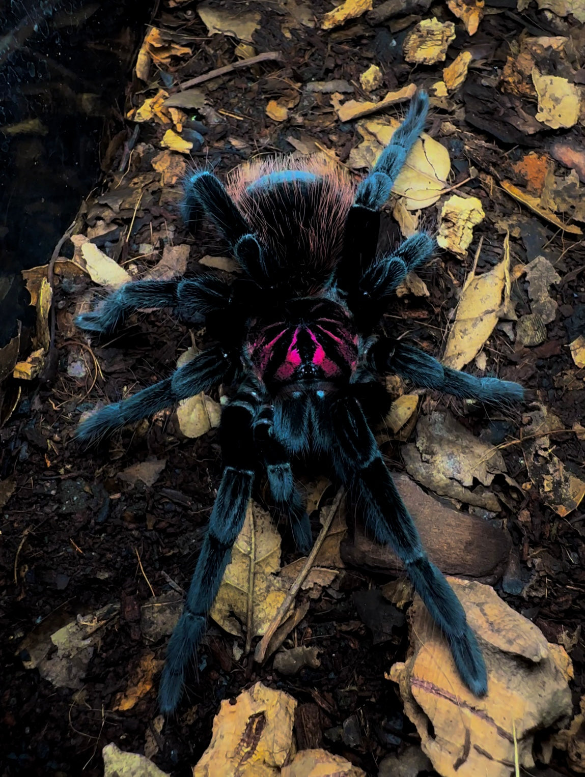Venezuela Blue Bloom Tarantula Adult Female full grown