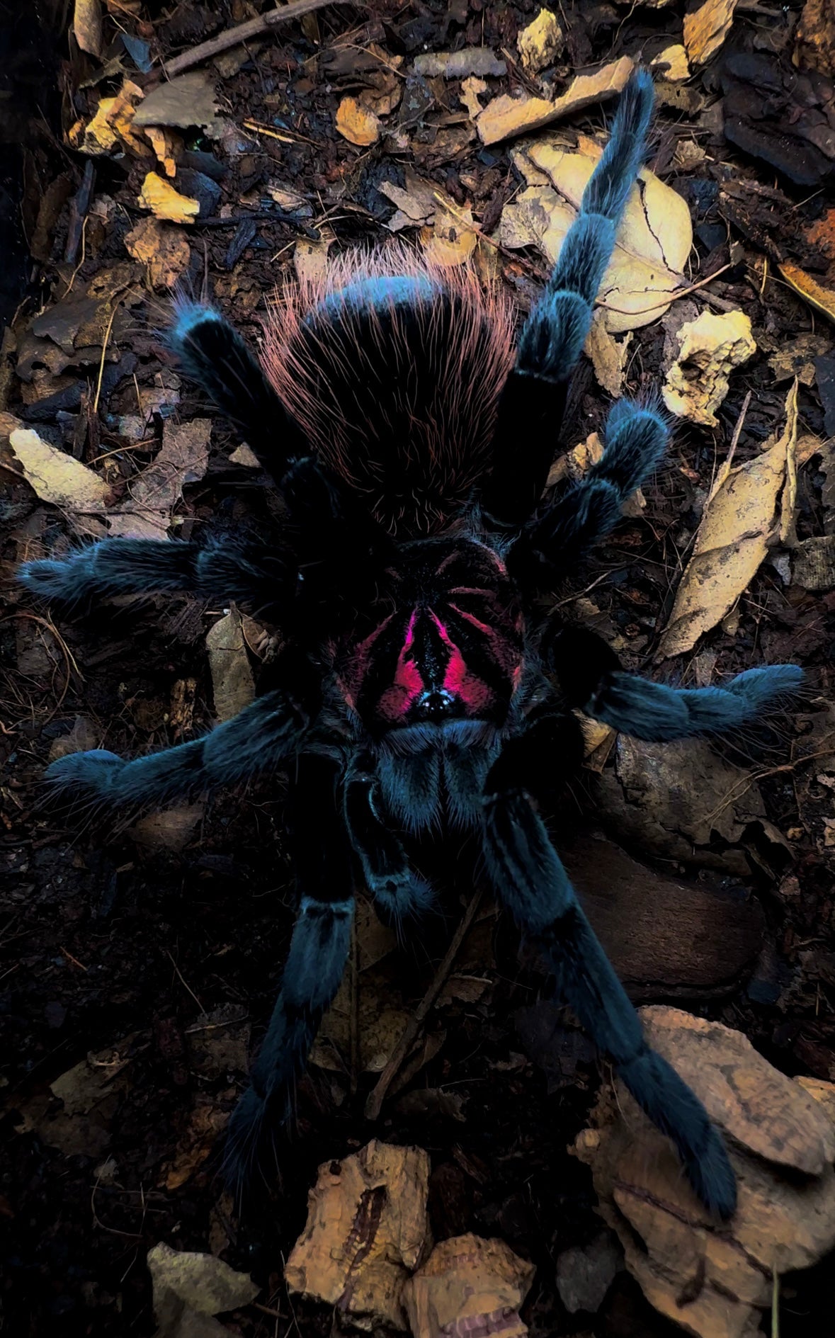 Xenenthis intermedia adult female tarantula 7+ inch