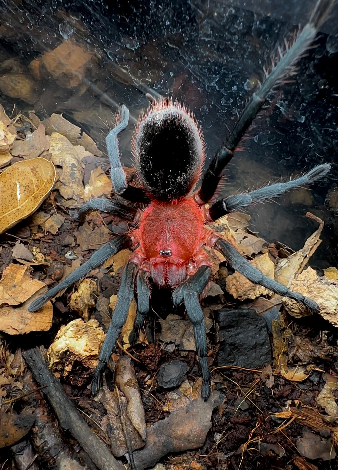 Bumba Tapajos Brazilian flaming red head tarantula close up on hand