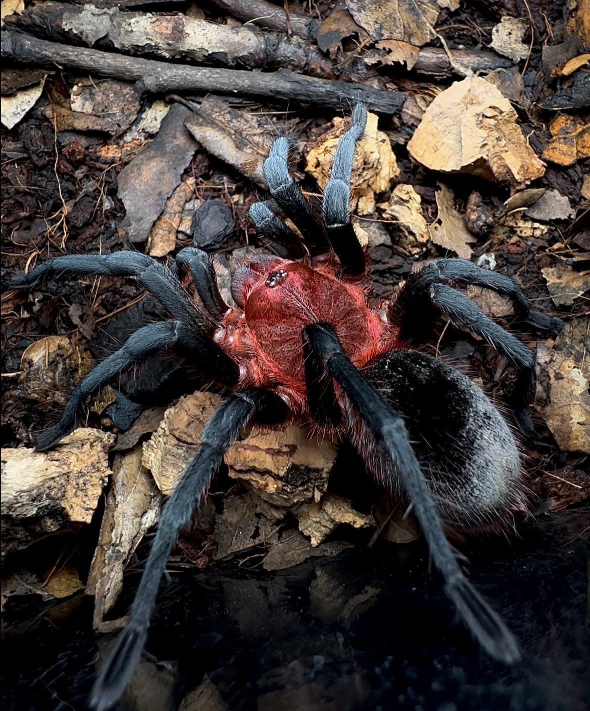 Bumba Tapajos tarantula adult female back side shot