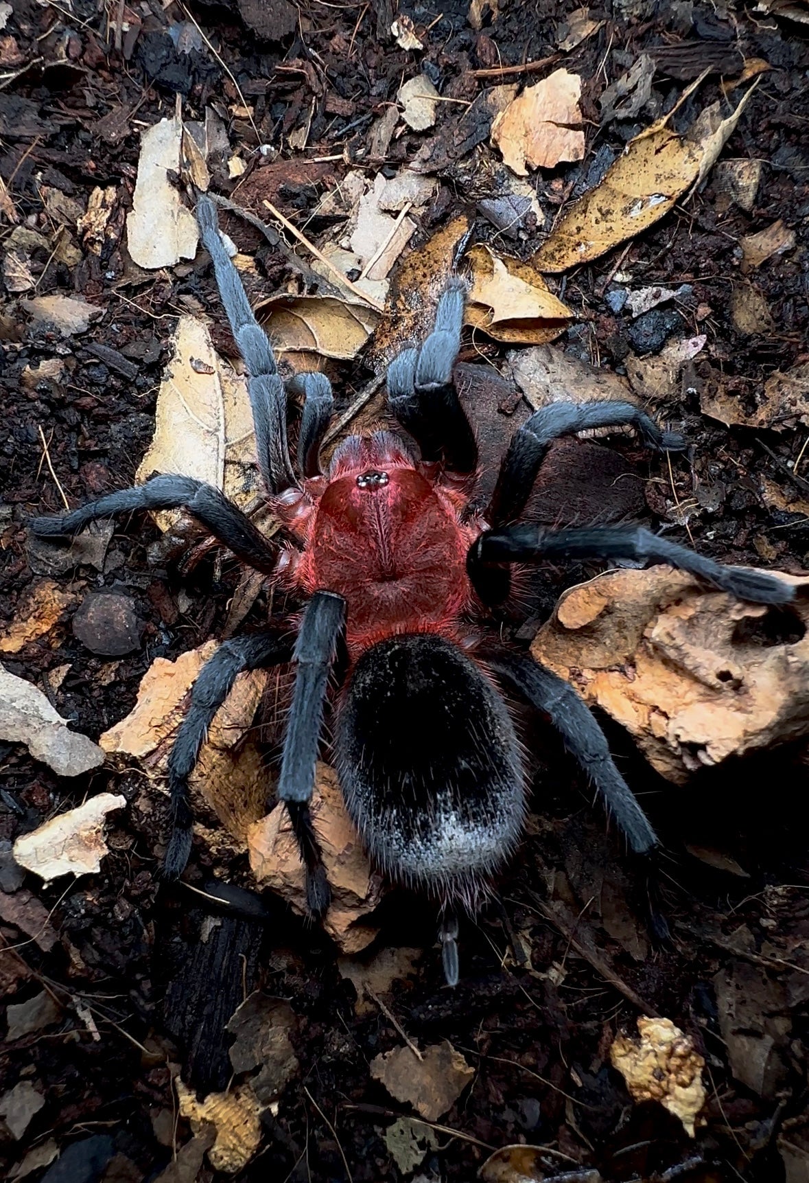 Bumba c.f. Tapajos Brazilian flaming red head tarantula size on hand