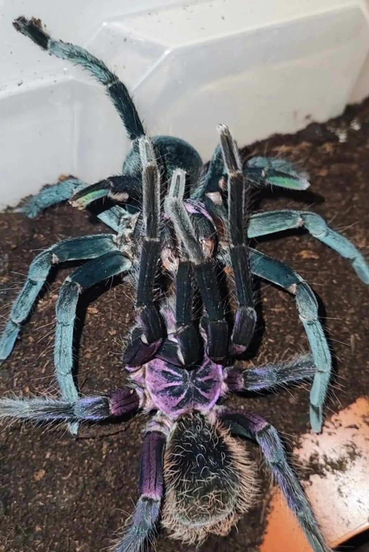 Xenenthis sp. Light - Shiny Columbian Bird Eater - Extremely RARE!