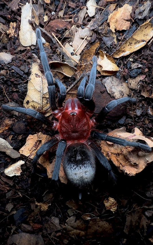 Bumba c.f. Tapajos female tarantula back side on leaf litter