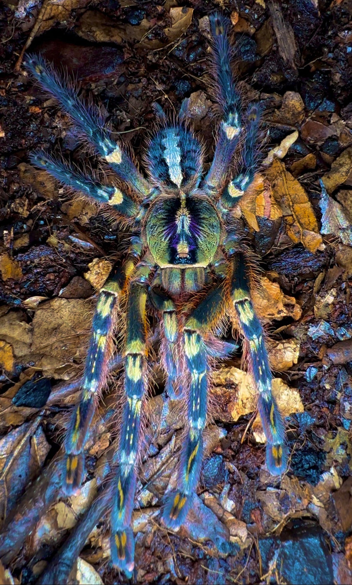 Fringed Ornamental tarantula - Poecilotheria ornata adult female front side
