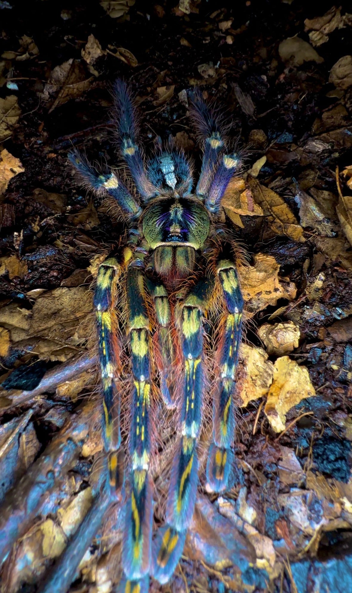 Poecilotheria ornata adult female tarantula for sale close up