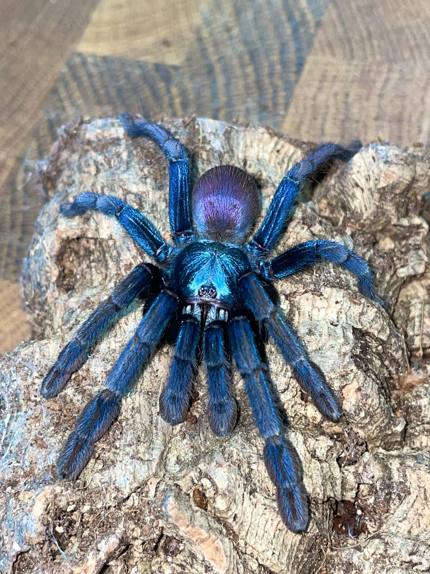 Haploclastus Devamatha - LSD Earth Tiger - Adult Female