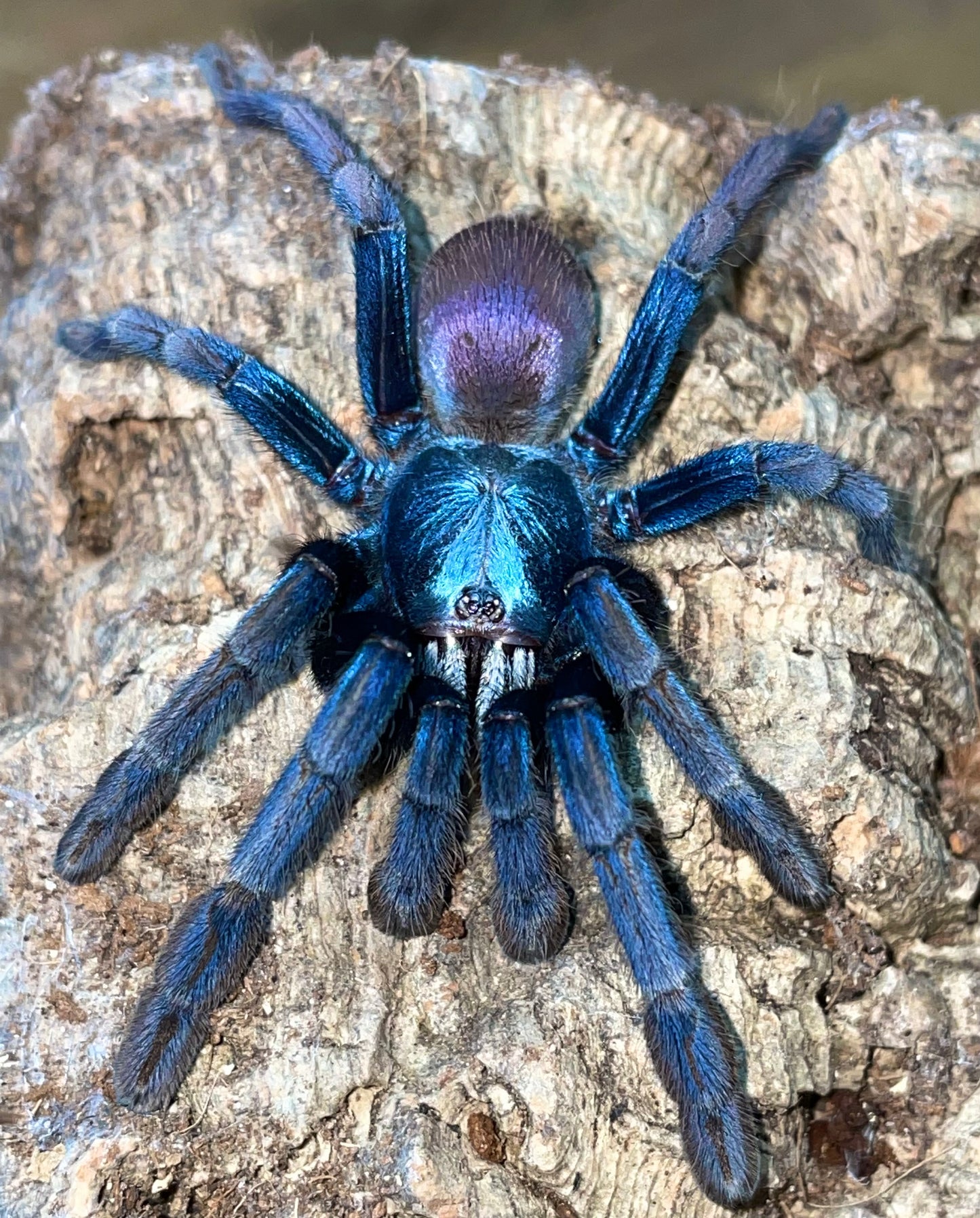 Haploclastus Devamatha - LSD Earth Tiger - Adult Female