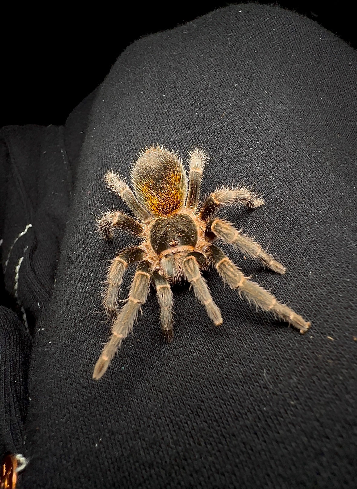 Homoeomma orellanai Tarantula - Sub adult female for sale