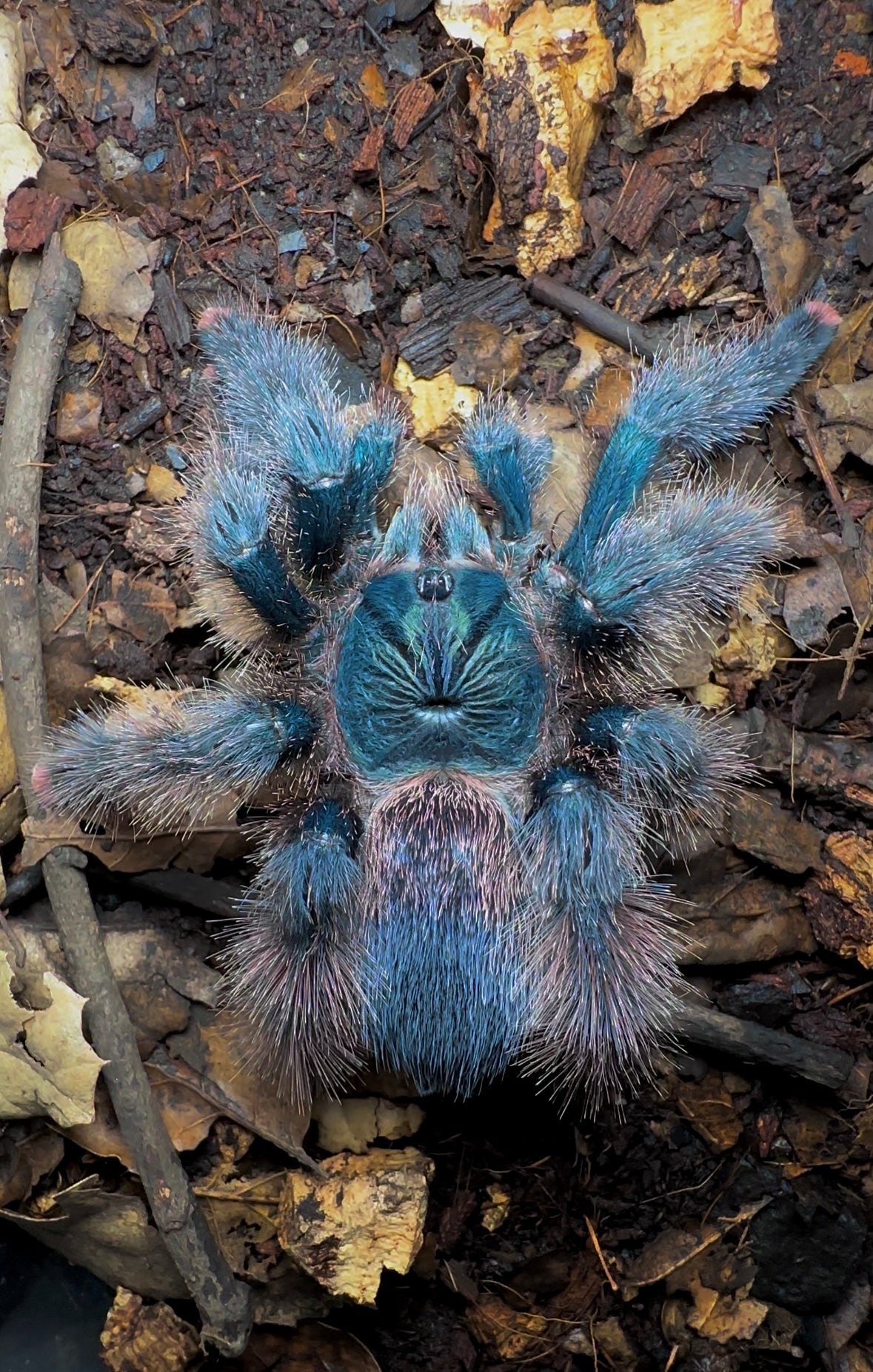 Avicularia braunshauseni close up
