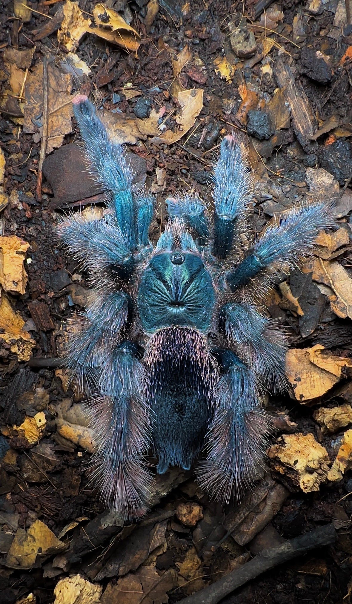 Avicularia braunshauseni (Goliath Pink Toe tarantula) on forest floor