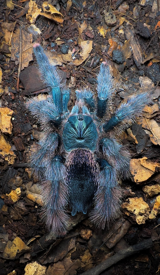Avicularia braunshauseni (Goliath Pink Toe tarantula) on forest floor