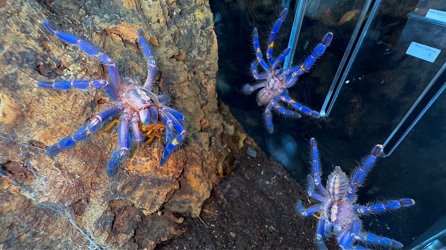 Poecilotheria Metallica - Breeder Communal - 2.Females + 1.Male (4 inches DLS)