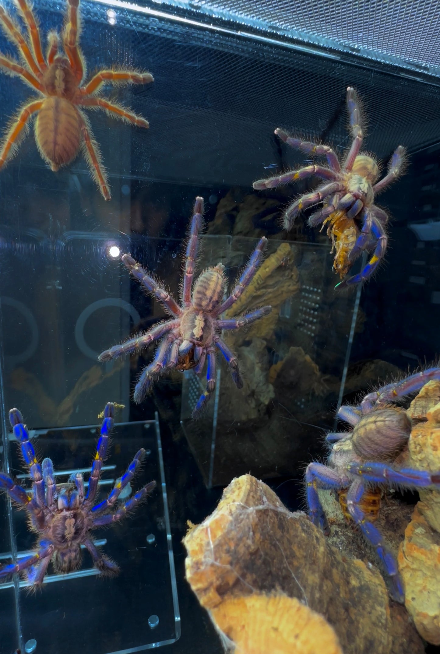 Poecilotheria Metallica - Breeder Communal - 2.Females + 1.Male (4 inches DLS)