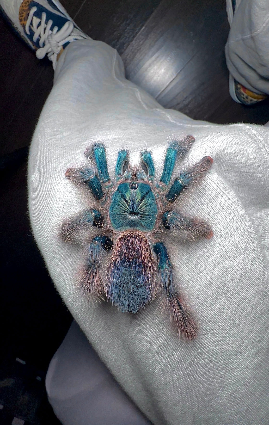 Avicularia Braunshauseni tarantula on leg full size