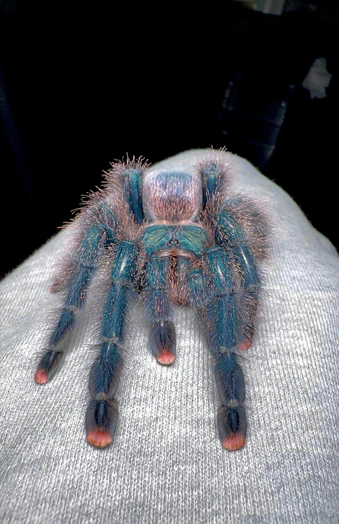 Avicularia Braunshauseni (Goliath pinkToe) front side on leg