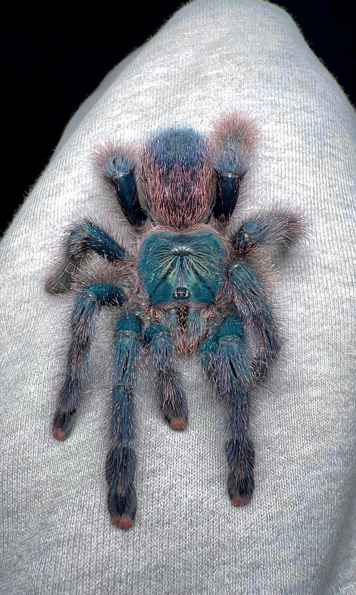 Goliath Pink Toe Tarantula on leg for size comparison