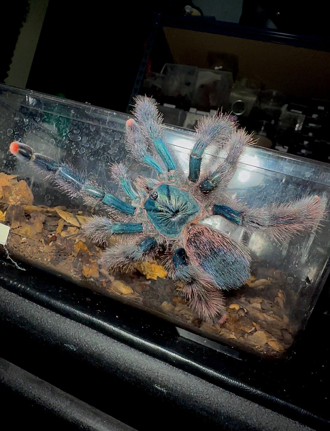Goliath pink toe full grown adult female