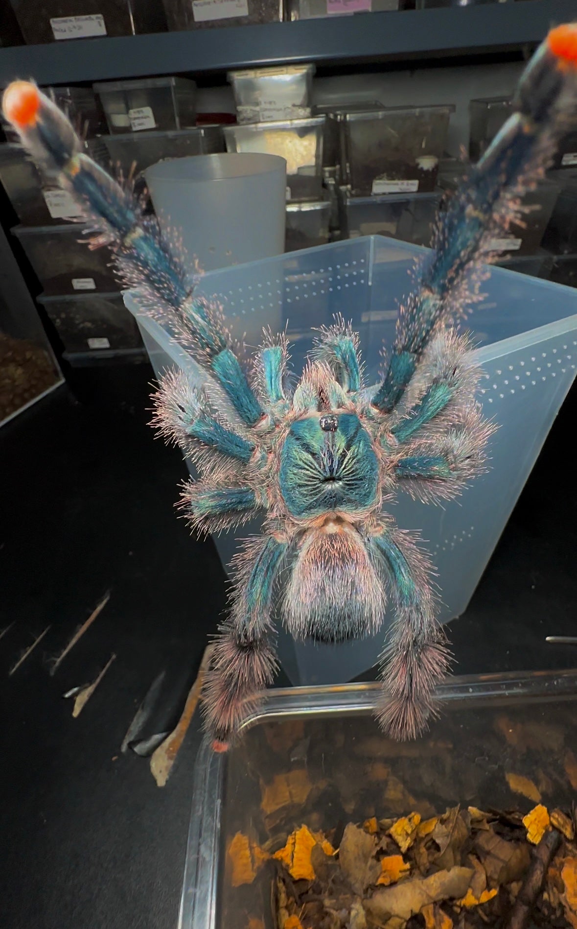 Goliath pink toe tarantula A. Braunshauseni climbing
