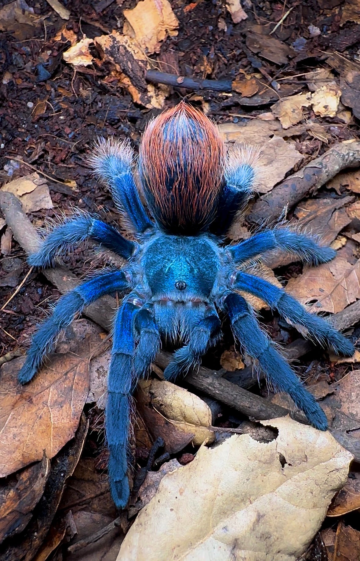 Mexican jade fuego rare tarantula front side