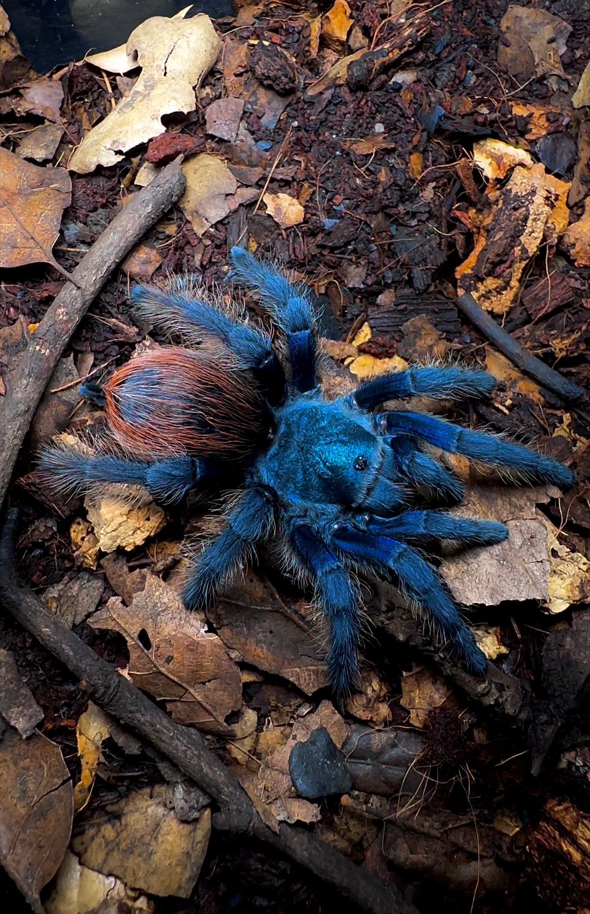 Aphonopelma moorea female tarantula