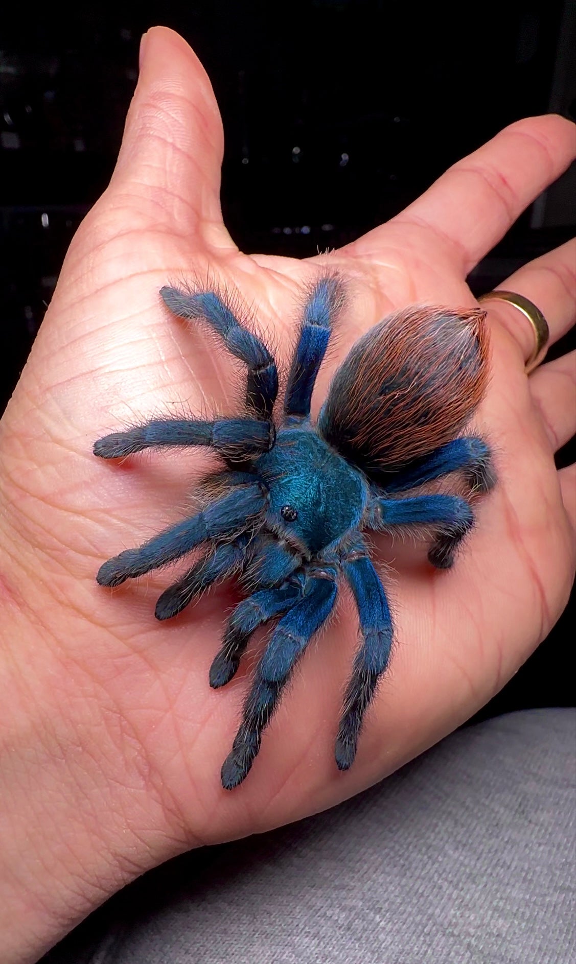 Mexican Jade Fuego tarantula full grown female on hand extremely rare