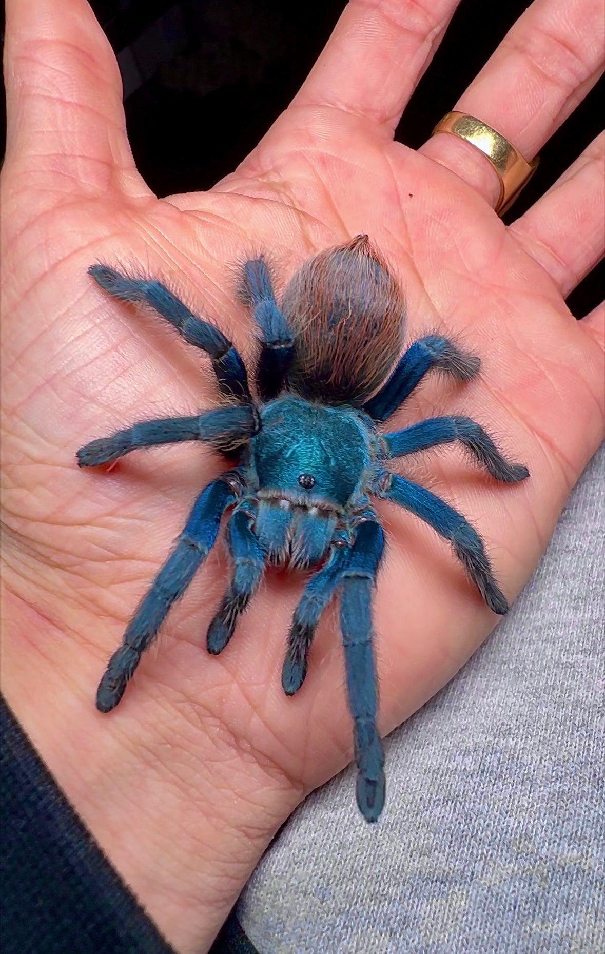 Aphonopelma moorea female tarantula size on hand
