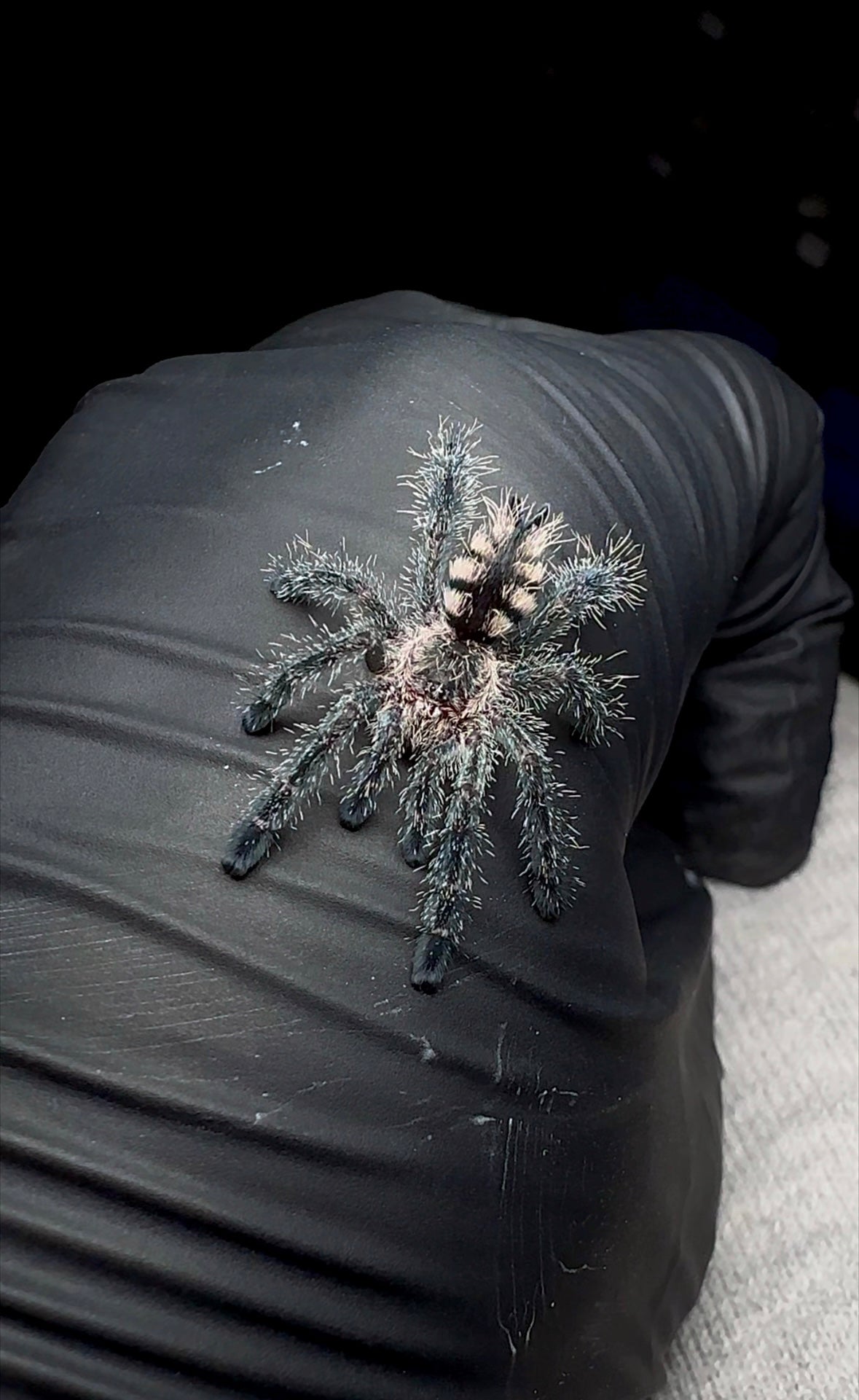 Avicularia sp. Ecuador tarantula unsexed juvenile on hand for size comparison. Well started sling for sale