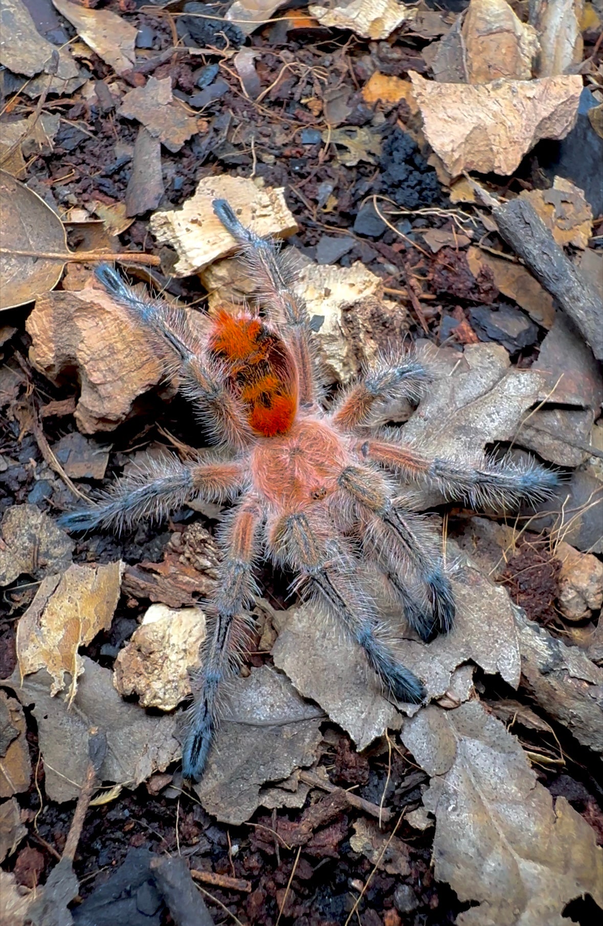 Phrixotrichus scrofa female tarantula close up