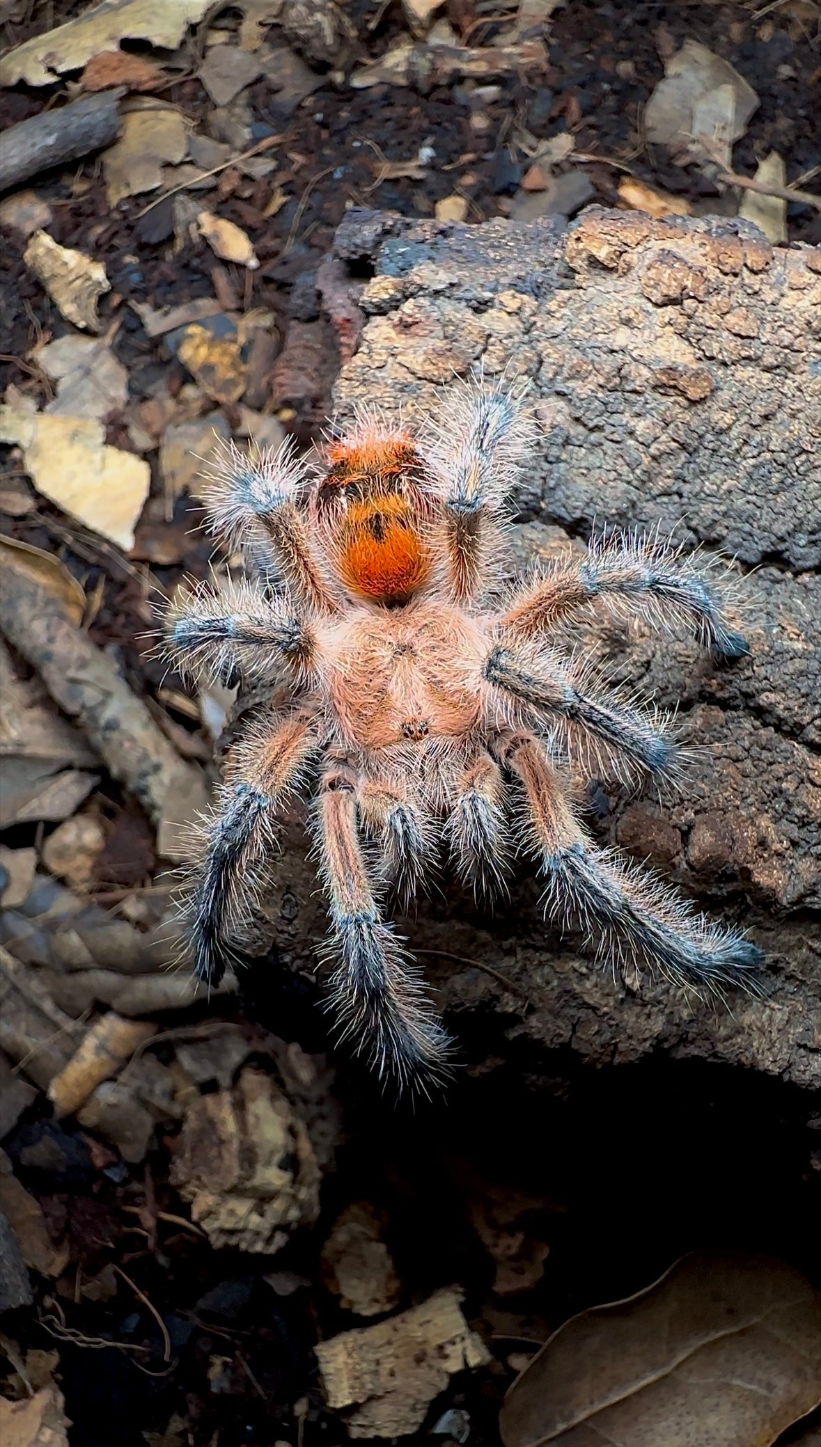 Phrixotrichus scrofa Chilean pink burst tarantula on bark